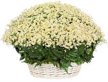 Цветочная композиция из Ромашки в корзине #REPLACE_PRED# Лукино